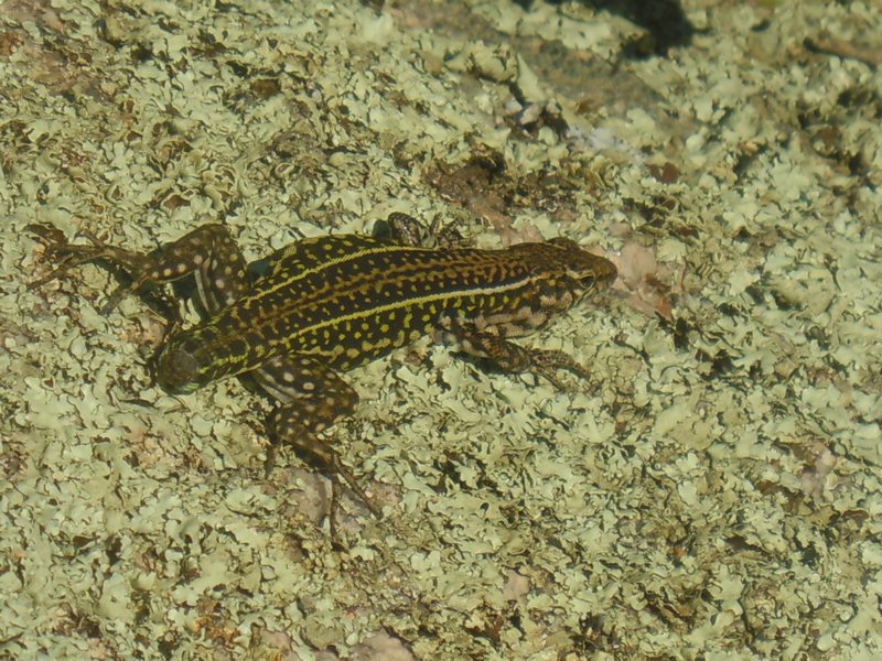 Lucertole di gennaio